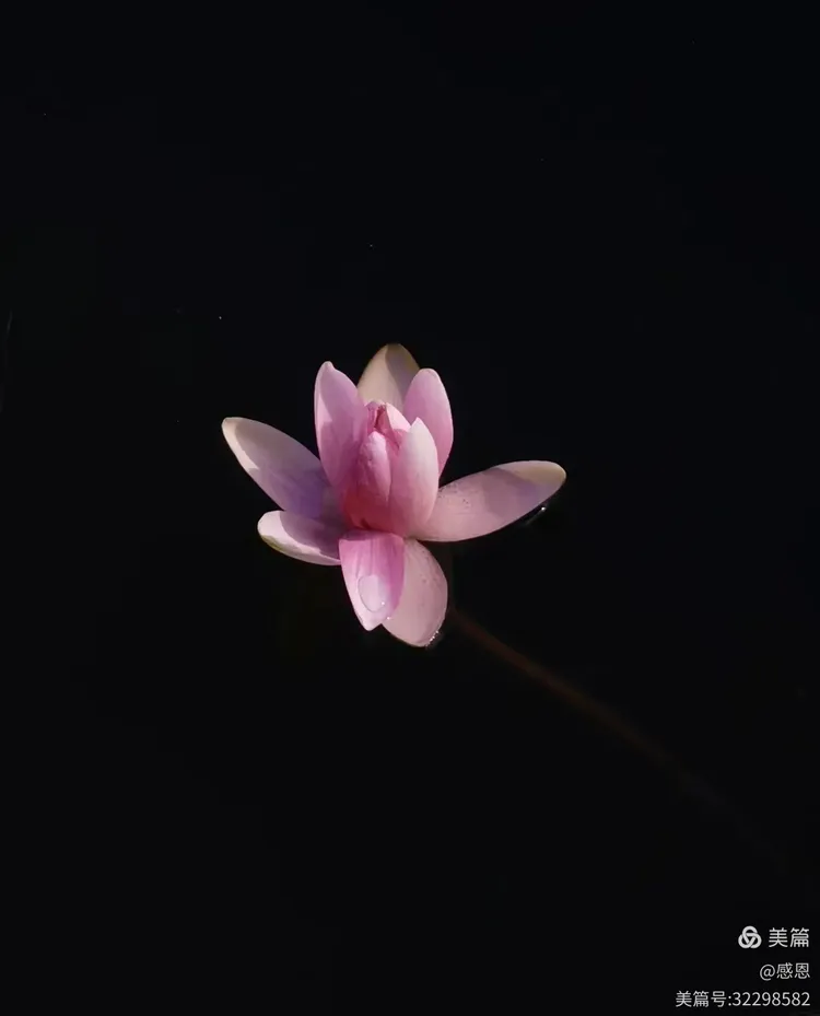 鲜花开放的好季节